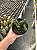 Euphorbia lactea cristata Pt11 - Imagem 2