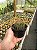 Notocactus roseoluteus Pt11 - Imagem 3