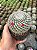 Mammillaria hahniana Pt11 - Imagem 1