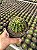 Ferocactus schwarzii Pt11 - Imagem 1