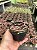 Stapelianthus madascariensis Pt11 - Imagem 3