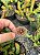 Huernia hystrix Pt11 - Imagem 1
