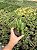 Orbea lutea ssp. lutea Pt11 - Imagem 3