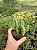 Orbea lutea ssp. lutea Pt11 - Imagem 2