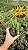 Orbea lutea ssp. lutea Pt11 - Imagem 1