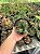 Huernia transvaalensis Pt11 - Imagem 3