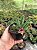 Huernia transvaalensis Pt11 - Imagem 2
