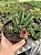 Huernia transvaalensis Pt11 - Imagem 1