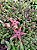 Stapelia schinzii var angolensis Pt11 - Imagem 1