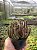 Stapelianthus decaryi Pt11 - Imagem 4