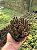 Stapelianthus decaryi Pt11 - Imagem 3