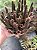 Stapelianthus decaryi Pt11 - Imagem 1