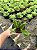 Stapelia gigantea Pt11 - Imagem 4
