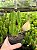 Stapelia gigantea Pt11 - Imagem 2