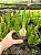 Stapelia gigantea Pt11 - Imagem 3