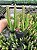 Stapelia leendertziae Pt11 - Imagem 2
