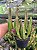Stapelia leendertziae Pt11 - Imagem 3