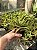 Aloe Sp. Pt11 - Imagem 1