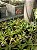 Aloe Sp. Pt11 - Imagem 2