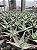 Aloe donnie Pt11 - Imagem 1