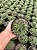 Aloe pepe Pt11 - Imagem 3