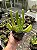 Kalanchoe luciae "Oricula" Pt11 - Imagem 1
