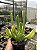 Kalanchoe luciae "Oricula" Pt11 - Imagem 3