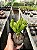 Orelha de fiona - Crassula ovata "hobbit" Pt11 - Imagem 1