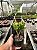 Orelha de fiona - Crassula ovata "hobbit" Pt11 - Imagem 3