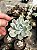 Echeveria albicans variegata Pt11 - Imagem 1