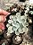 Echeveria albicans variegata Pt11 - Imagem 2