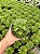 Haworthia cuspidata Pt11 - Imagem 1