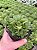 Haworthia cuspidata Pt11 - Imagem 3
