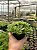Haworthia cymbiformis Pt11 - Imagem 3