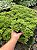 Haworthia cymbiformis Pt11 - Imagem 1