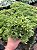 Haworthia cymbiformis Pt11 - Imagem 2