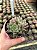 Haworthia cooperi Pt11 - Imagem 3