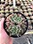 Haworthia cooperi Pt11 - Imagem 1