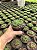 Haworthia cooperi var. truncata Pt11 - Imagem 1