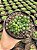 Haworthia cooperi var. truncata Pt11 - Imagem 2