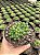 Haworthia cooperi var. truncata Pt11 - Imagem 3