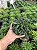 Haworthia beccaria Pt11 - Imagem 2