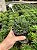 Haworthia beccaria Pt11 - Imagem 1