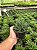 Haworthia beccaria Pt11 - Imagem 3