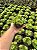 Haworthia retusa var. turgida Pt11 - Imagem 2