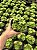 Haworthia retusa var. turgida Pt11 - Imagem 3