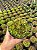 Haworthia chloracantha var. dentidulifera Pt11 - Imagem 1