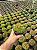 Haworthia chloracantha var. dentidulifera Pt11 - Imagem 2