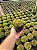 Haworthia chloracantha var. dentidulifera Pt11 - Imagem 3