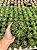 Haworthia attenuata Pt11 - Imagem 1